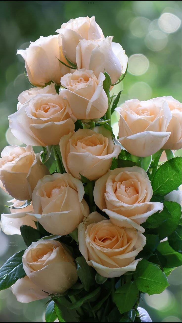 Whispers of Dawn Serenity Bouquet